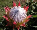 Protea Mini King